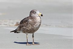 Pacific Gull